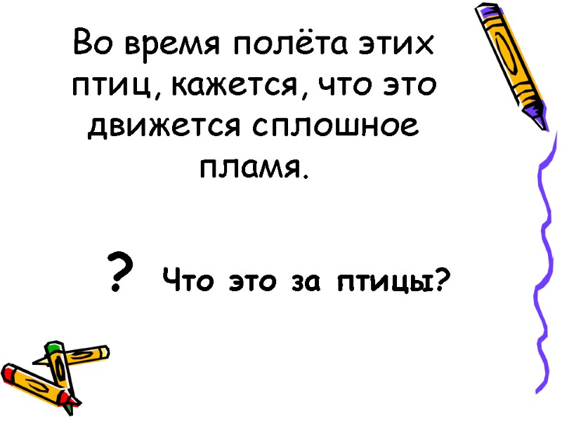 Во время полёта этих птиц, кажется, что это движется сплошное пламя. ?  Что